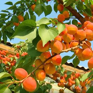 Можно ли вырастить абрикос в средней полосе России?