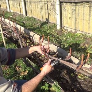 Весенние работы с виноградом. Что нужно делать после зимы?