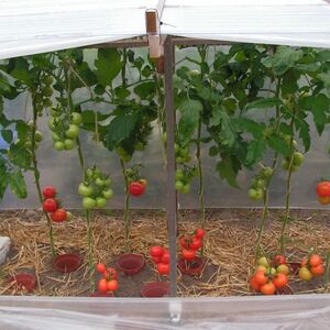 Как защитить помидоры от жары?