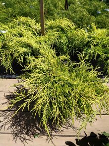Можжевельник Китайский Олд Голд Juniperus chinensis 'Old Gold С5/25-30/