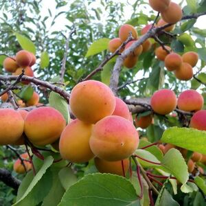 Выращивание абрикосов в северных широтах