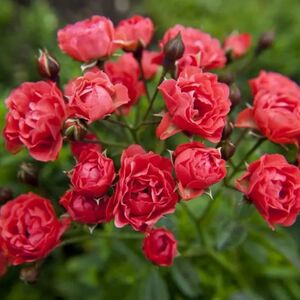 Почему не цветут полиантовые розы