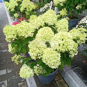 Когда и как лучше срезать гортензию для букета?