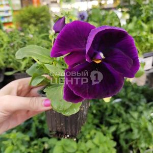 Самые популярные и любимые всеми однолетники