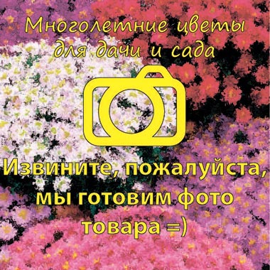 Мискантус Микс С2/-/