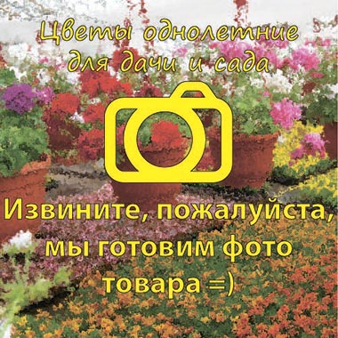 Цинерария Микс 13/20-40/