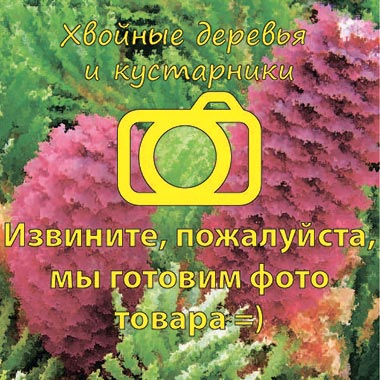 Орхидея Фаленопсис 2 рр микс 12/50 Дания