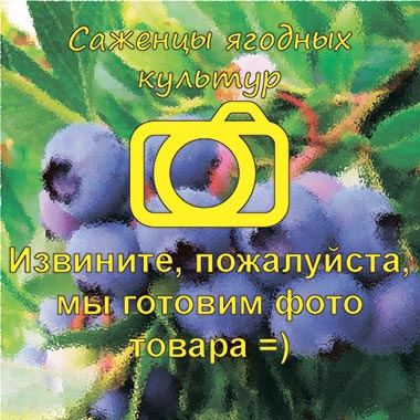 Жимолость Синяя птица RL С10/70-80/ Россия