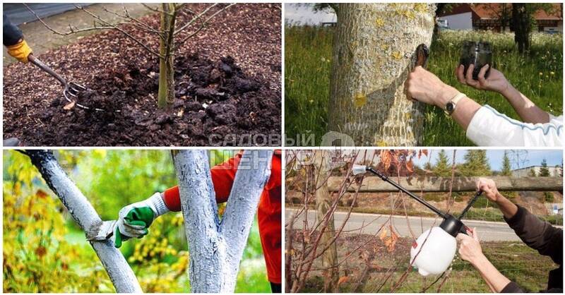 Осенняя обработка плодового сада от вредителей и болезней: важные шаги и рекомендации