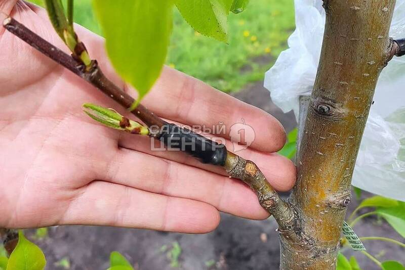 Прививка абрикоса: как можно прививать весной на вишню, яблоню и другие деревья начинающим