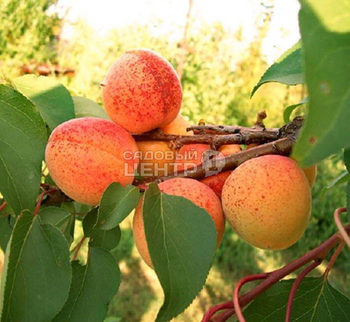 Особенности плодоношения абрикоса