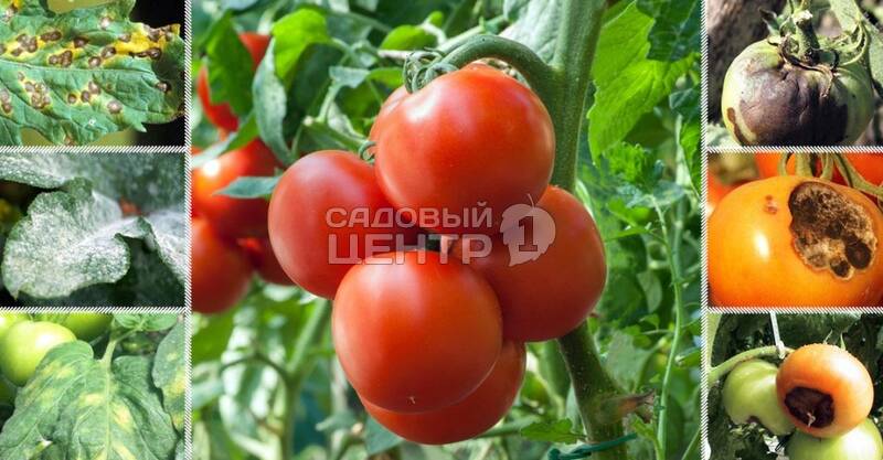 Как спасти томаты от фитофторы?