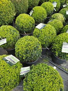 Самшит Вечнозеленый  Buxus шар 30/55-60/ Голландия