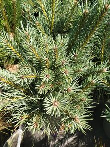 Сосна Чантри Блю Pinus sylvestris Chantry Blue  С5/25-30/ Германия