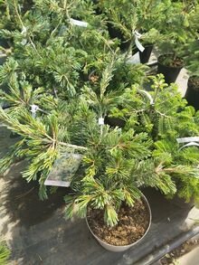 Сосна Парвифлора Негиши Pinus parviflora Negishi 23/25-30/ Германия