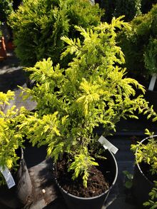 Можжевельник Голд кон Juniperus communis Gold Cone С6/40-50/