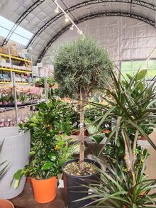 Кипарисовик Аризоника CUPRESSUS ARIZONICA 30/110-120/