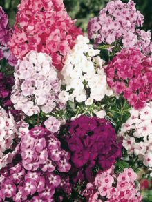 Флокс Микс 13/25 Голландия