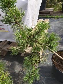 Сосна Горная Муго Pinus Mugo Subsp.  26/60-65/ Голландия