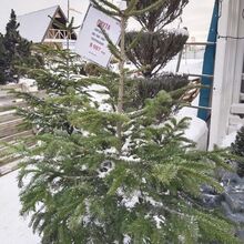 Пихта Нордмана 26/160-180/