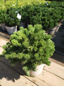 Сосна карликовая Пикобелло Pinus mugo Picobello C5/25-30/ Германия