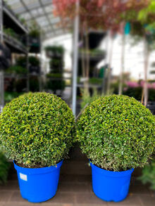 Самшит Вечнозеленый шар Buxus sempervirens 30/55-75/