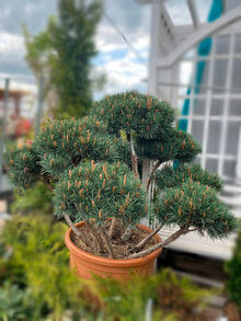 Сосна Обыкновенная Watereri Bonsai  С45/100-120/
