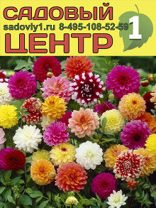 Георгины микс (кассета) /5-10/ Россия