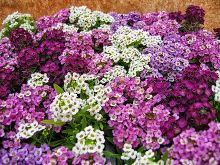 Алиссум Микс рассада  кассета 10шт 1/5-10/