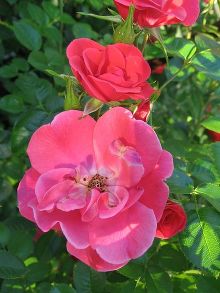 Роза Summer Sweetheart (Подворье) C5/-/