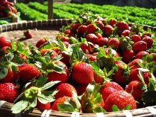 Клубника Микс рассада Р9/10-20/