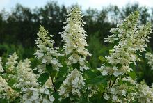 Гортензия Метельчатая Куши С5/-60/