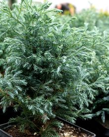 Кипарисовик Горохоплодный Булевард C4/40-50/
