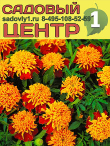 Тагетес ( Бархатец) Отклоненный (кассета) /5-10/