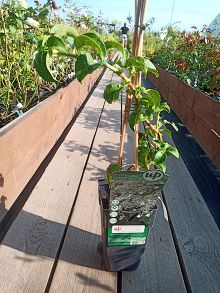 Гортензия Черешковая плетистая 23/-45/