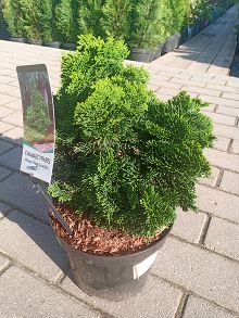 Кипарисовик Нана Грацилис 19/-40/ 