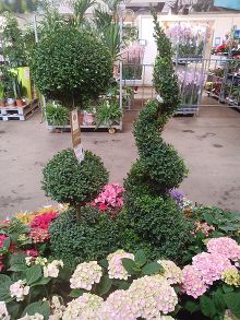Самшит Вечнозеленый топиар 31/-100/